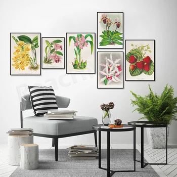 Жан-Жул Линден, Шарл Антоан Lemaire ретро ботаническата плакат, phalaenopsis, ягоди, чашката е, барбата, каттлея плакат